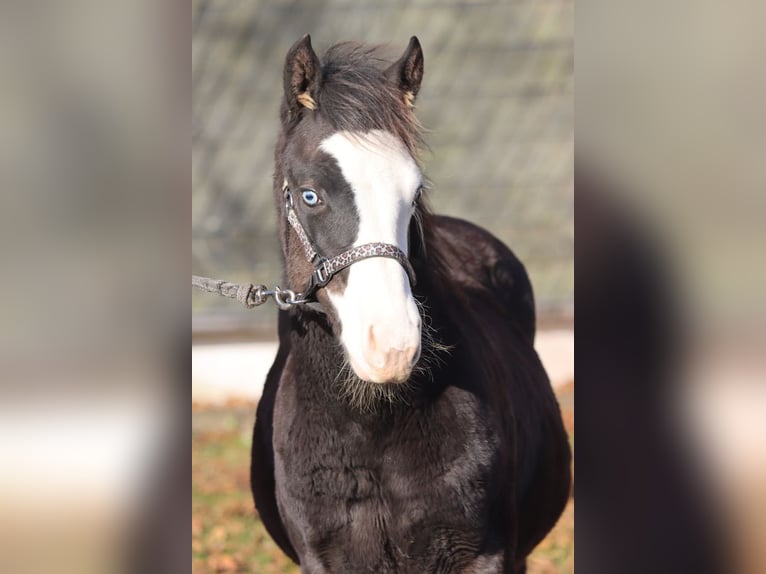 American Quarter Horse Hengst Veulen (05/2025) 150 cm Donkerbruin in Hellenthal