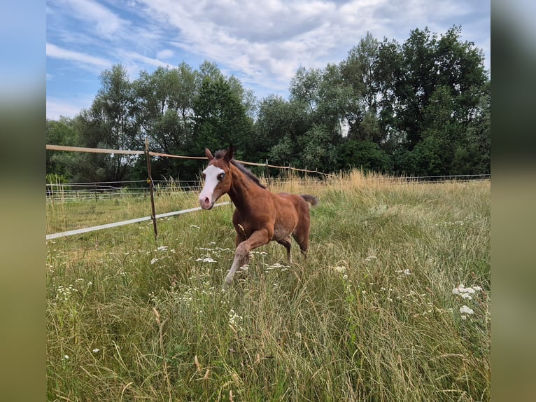 American Quarter Horse Hengst Veulen (04/2026) 150 cm Donkerbruin in Pilsting