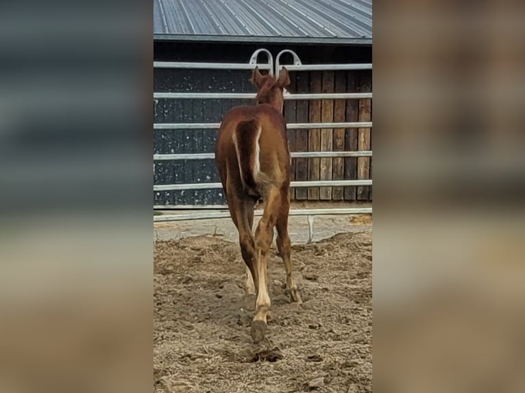 American Quarter Horse Hengst Veulen (05/2025) 150 cm Donkere-vos in Bocholt