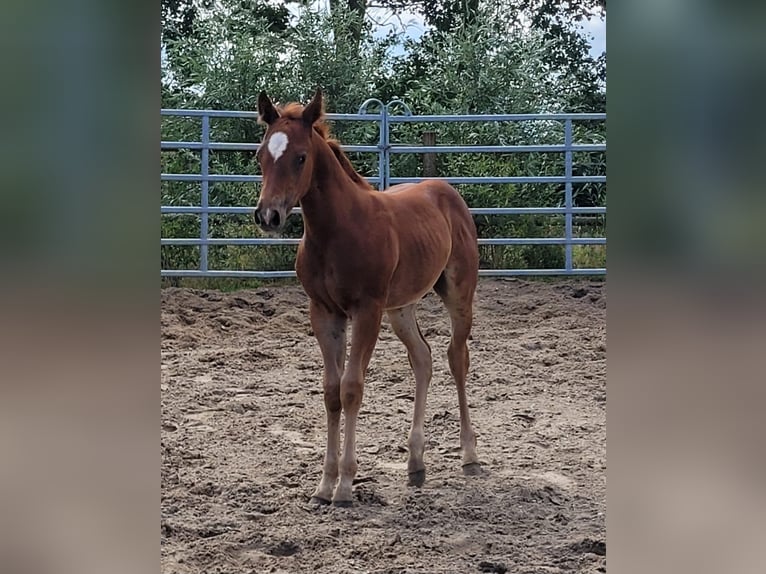 American Quarter Horse Hengst Veulen (05/2025) 150 cm Donkere-vos in Bocholt