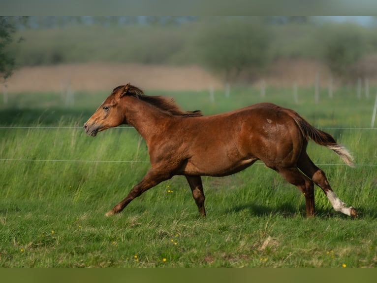 American Quarter Horse Hengst Veulen (01/2026) 150 cm Donkere-vos in Korzyścienko
