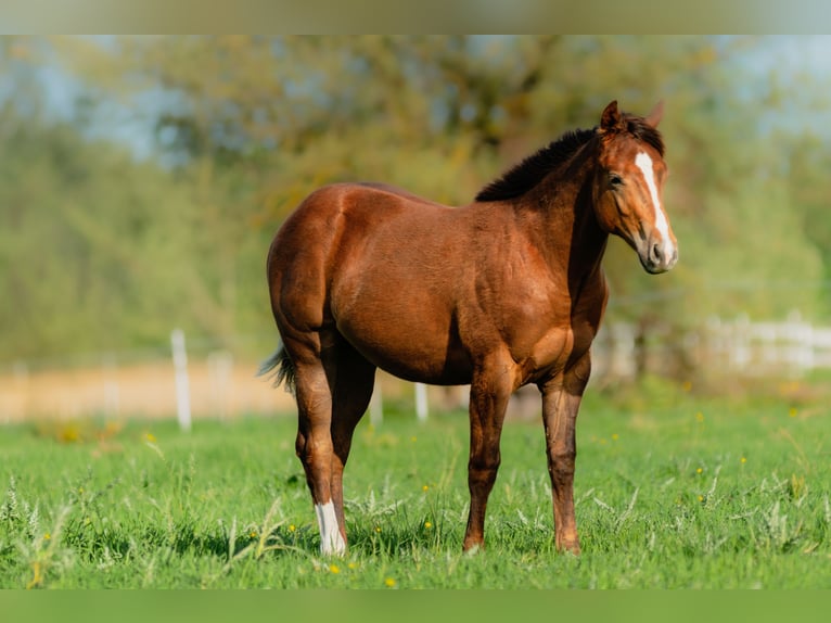 American Quarter Horse Hengst Veulen (01/2026) 150 cm Donkere-vos in Korzyścienko