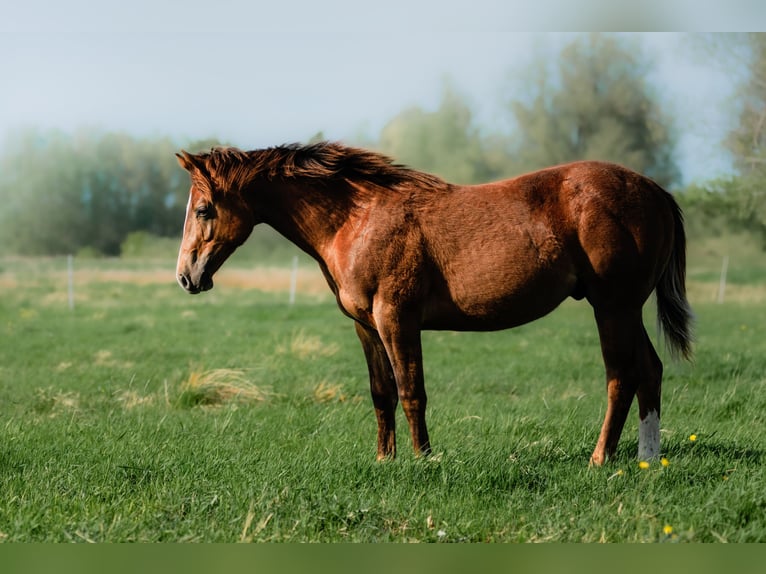 American Quarter Horse Hengst Veulen (01/2026) 150 cm Donkere-vos in Korzyścienko