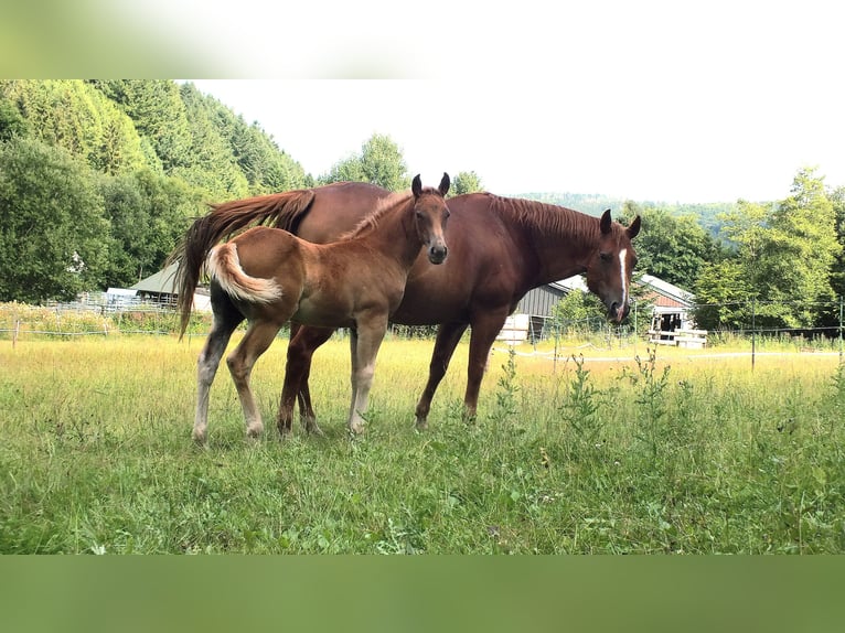American Quarter Horse Hengst Veulen (05/2025) 150 cm Donkere-vos in Allenbach