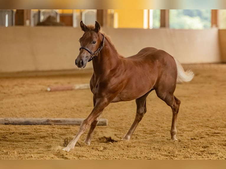 American Quarter Horse Hengst Veulen (05/2025) 150 cm Donkere-vos in Allenbach