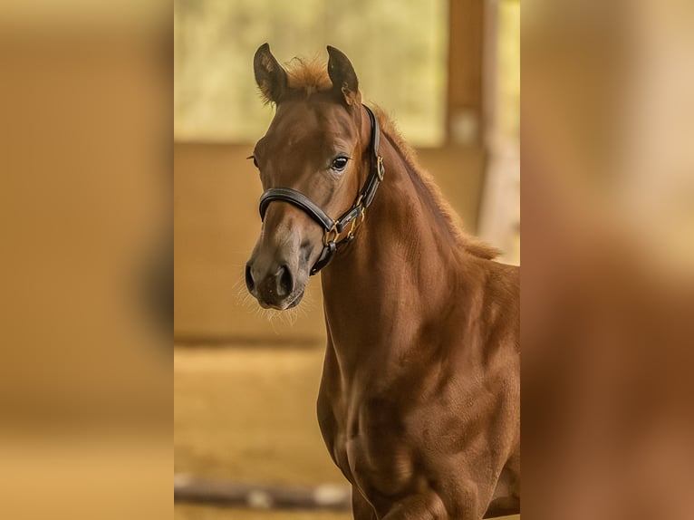 American Quarter Horse Hengst Veulen (05/2025) 150 cm Donkere-vos in Allenbach