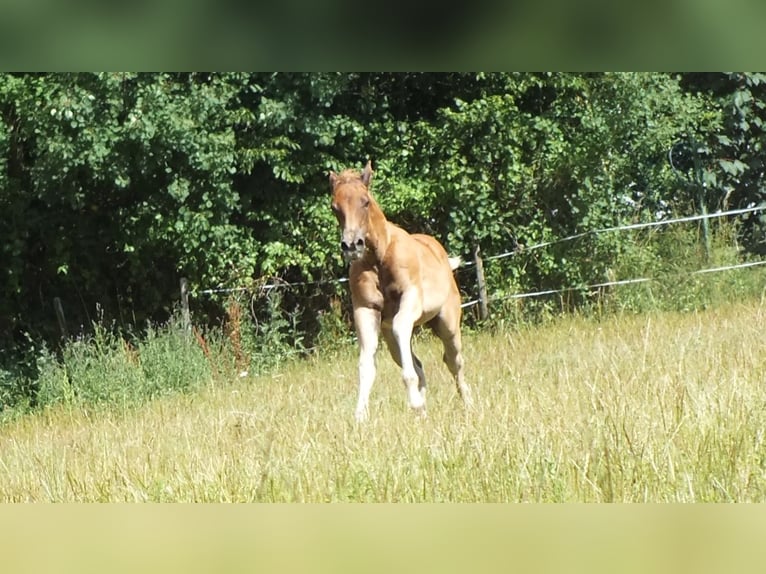 American Quarter Horse Hengst Veulen (05/2025) 150 cm Donkere-vos in Allenbach