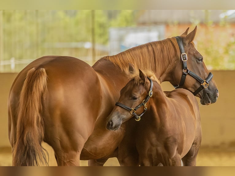 American Quarter Horse Hengst Veulen (05/2025) 150 cm Donkere-vos in Allenbach