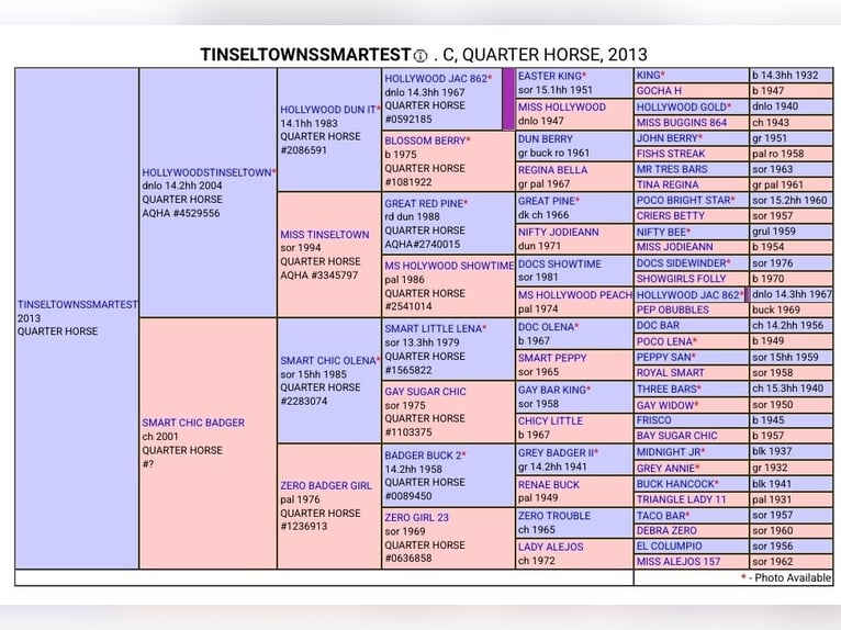 American Quarter Horse Hengst Veulen (05/2025) 150 cm Donkere-vos in Allenbach