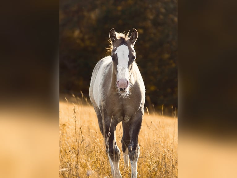 American Quarter Horse Hengst Veulen (04/2026) 150 cm Dunalino in Hammelburg