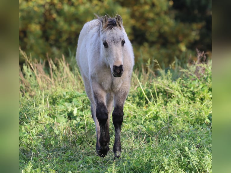 American Quarter Horse Hengst Veulen (06/2025) 150 cm Dunalino in Bodenfelde
