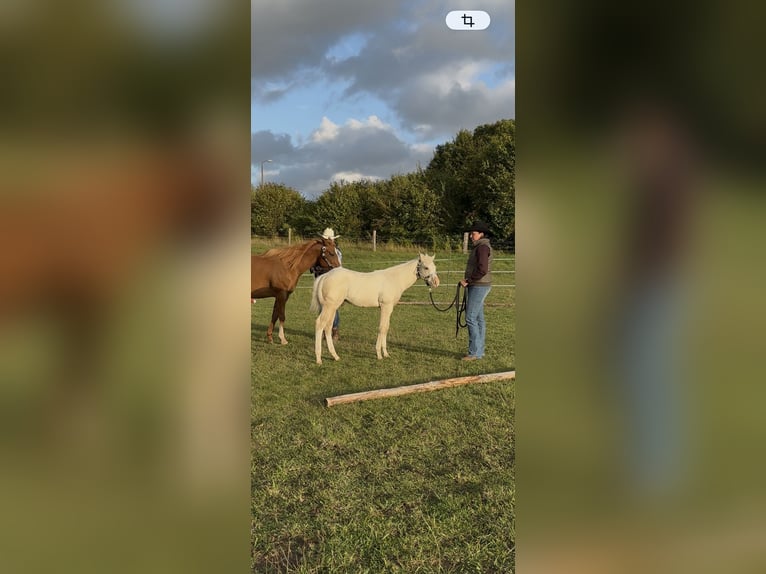 American Quarter Horse Hengst Veulen (06/2026) 150 cm Dunalino in Brüel