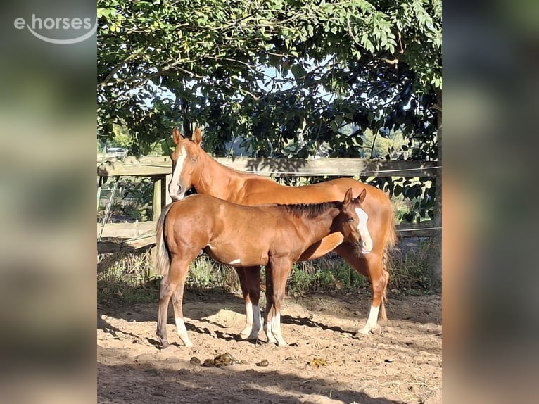 American Quarter Horse Hengst Veulen (04/2026) 150 cm Overo-alle-kleuren in Werneuchen