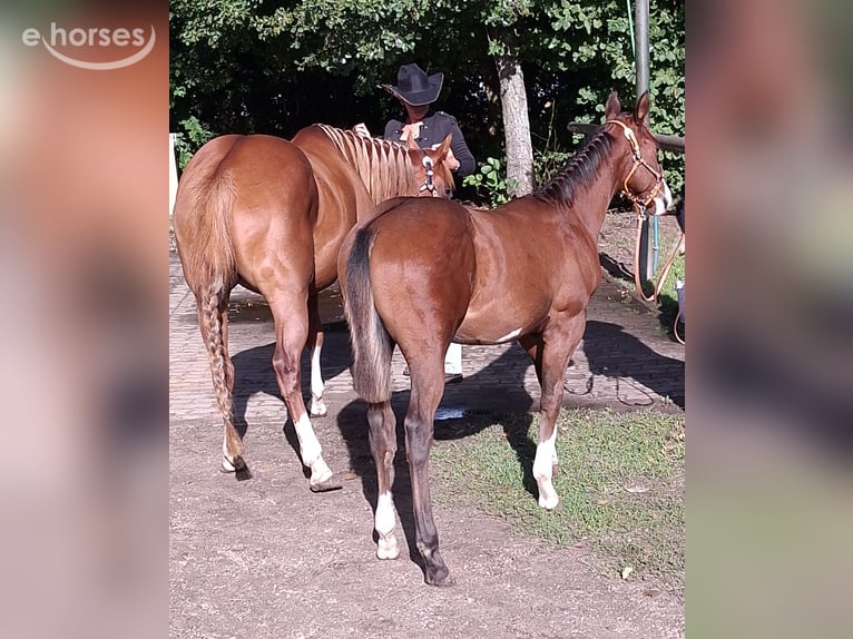 American Quarter Horse Hengst Veulen (04/2026) 150 cm Overo-alle-kleuren in Werneuchen