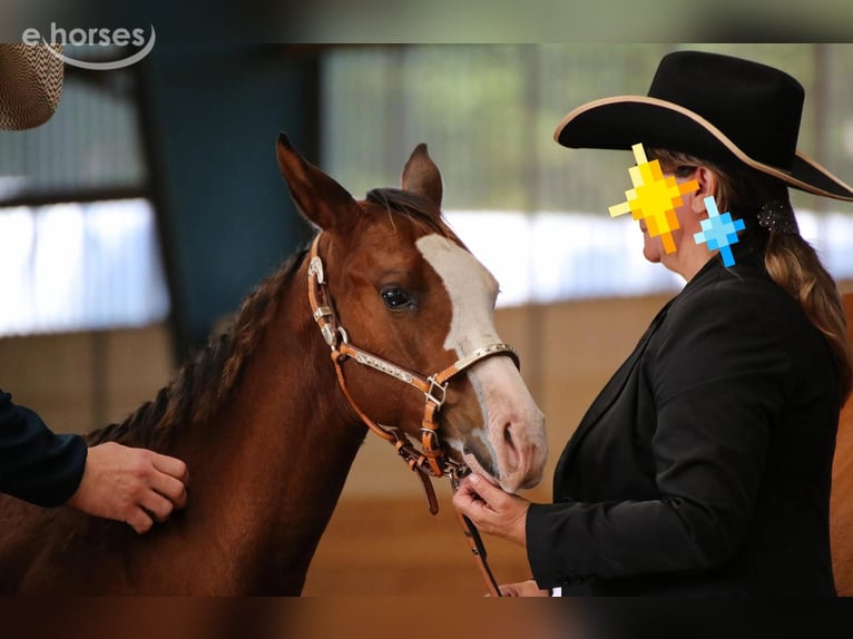 American Quarter Horse Hengst Veulen (04/2026) 150 cm Overo-alle-kleuren in Werneuchen