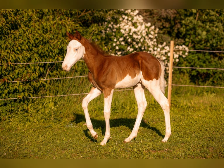 American Quarter Horse Hengst Veulen (06/2026) 150 cm Overo-alle-kleuren in Ensdorf