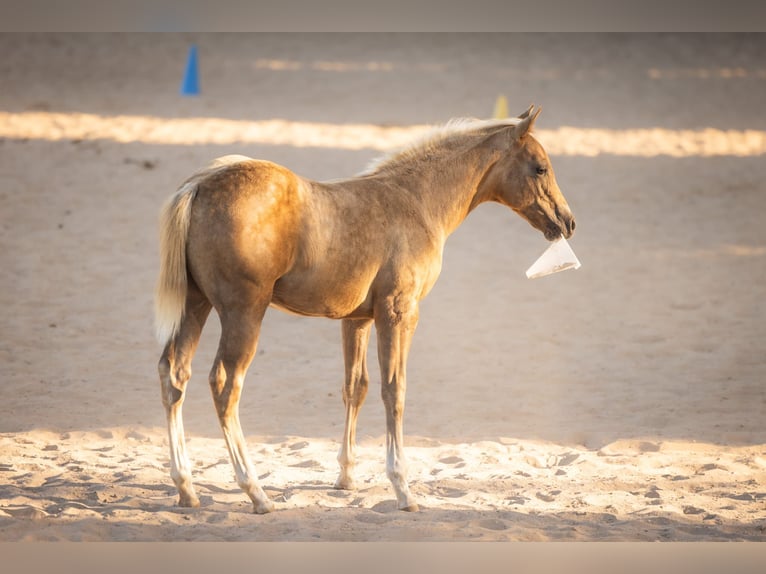 American Quarter Horse Hengst Veulen (05/2026) 150 cm Palomino in Brandenburg an der Havel