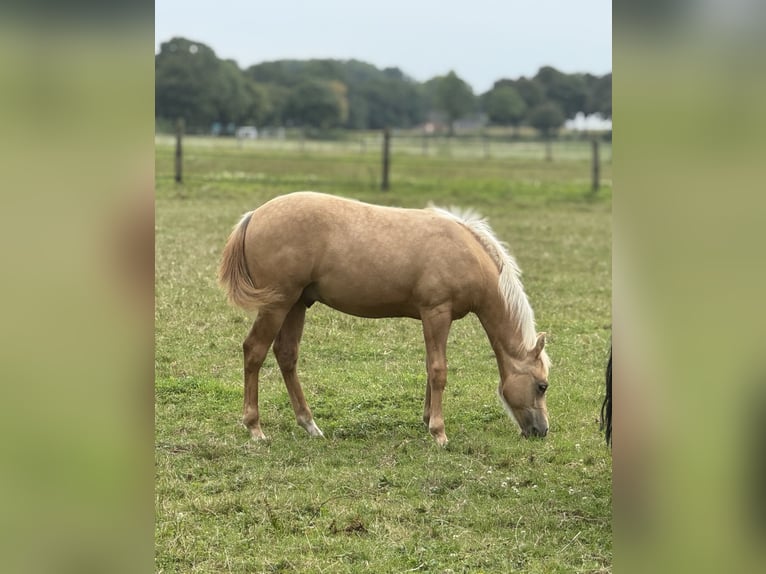 American Quarter Horse Hengst Veulen (02/2025) 150 cm Palomino in Schwalmtal