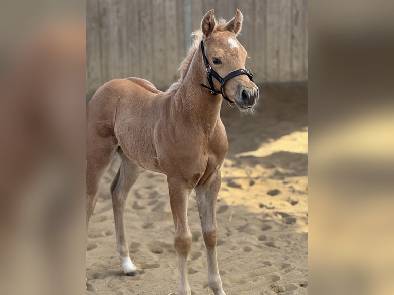 American Quarter Horse Hengst Veulen (02/2025) 150 cm Palomino in Schwalmtal