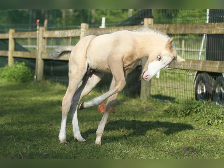 American Quarter Horse Hengst veulen (04/2024) 150 cm Palomino in Dessel