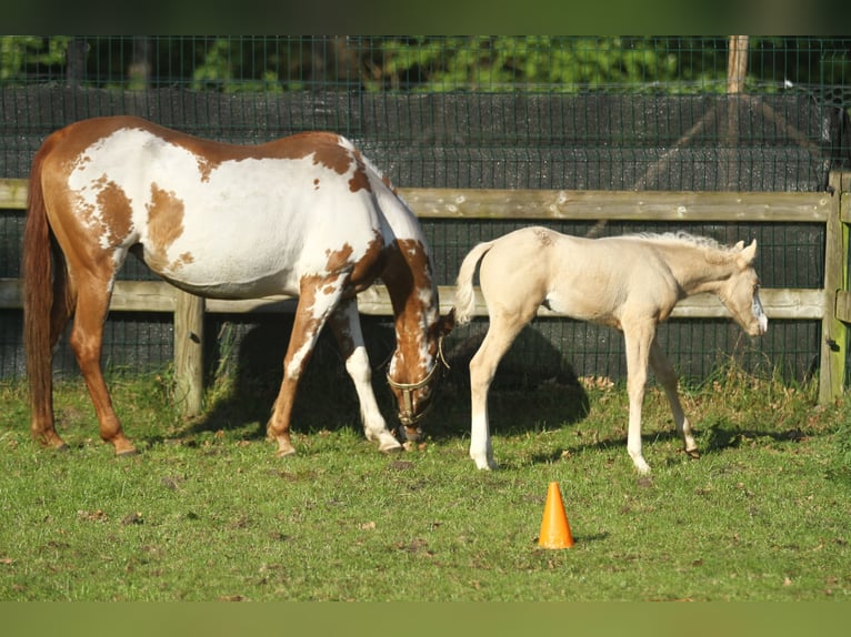 American Quarter Horse Hengst veulen (04/2024) 150 cm Palomino in Dessel