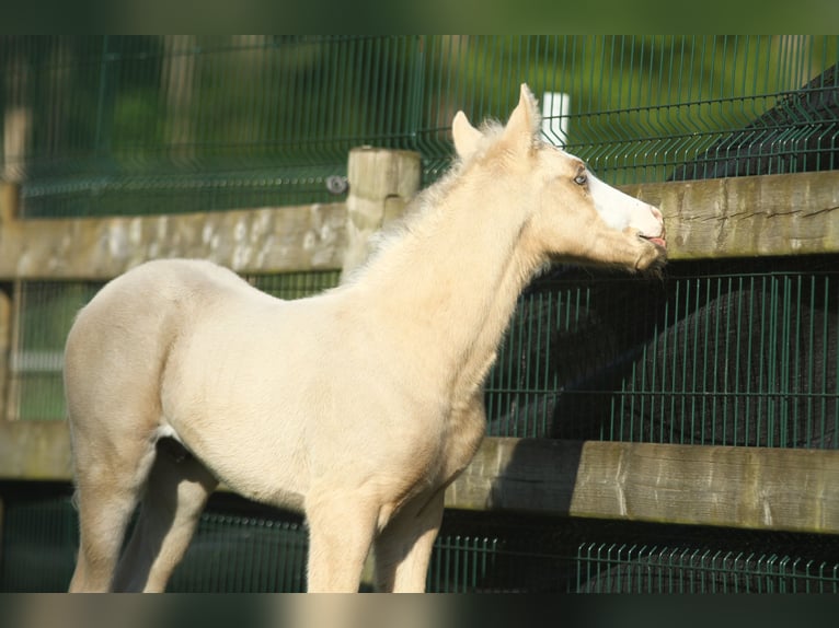 American Quarter Horse Hengst veulen (04/2024) 150 cm Palomino in Dessel