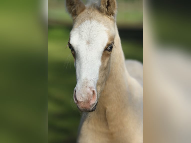 American Quarter Horse Hengst veulen (04/2024) 150 cm Palomino in Dessel