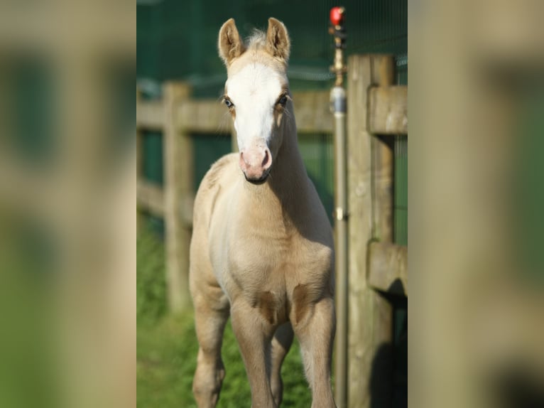 American Quarter Horse Hengst veulen (04/2024) 150 cm Palomino in Dessel