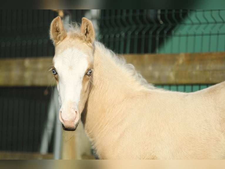 American Quarter Horse Hengst veulen (04/2024) 150 cm Palomino in Dessel