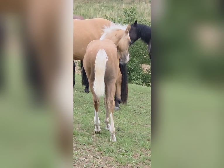 American Quarter Horse Hengst Veulen (04/2025) 150 cm Palomino in Langenbach