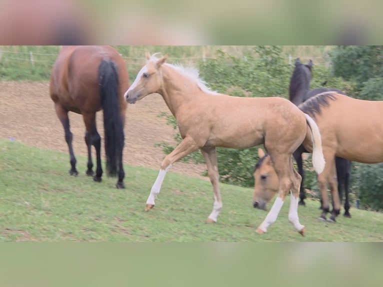 American Quarter Horse Hengst Veulen (04/2025) 150 cm Palomino in Langenbach