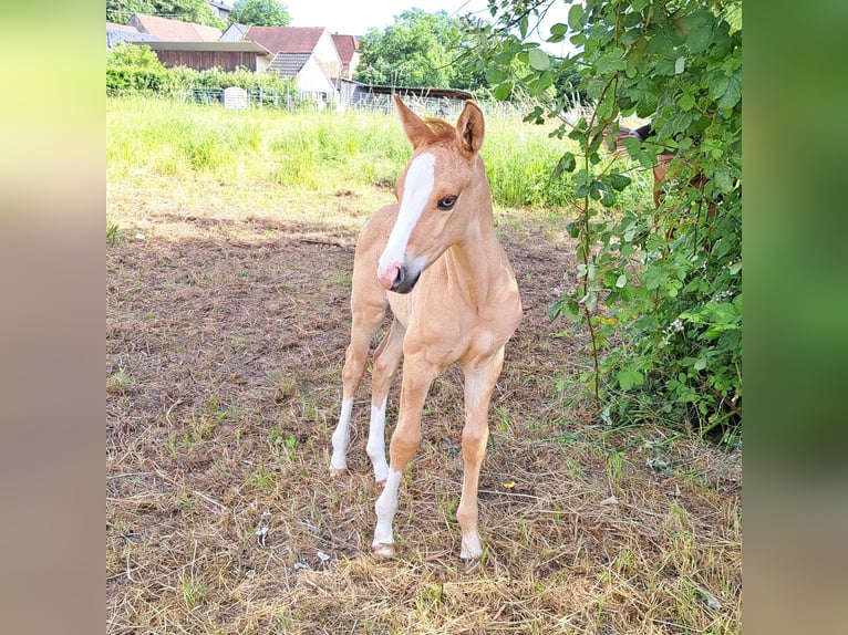 American Quarter Horse Hengst Veulen (05/2026) 150 cm Red Dun in Homburg