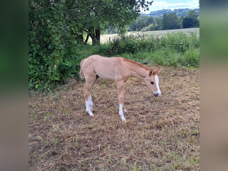 American Quarter Horse Hengst Veulen (05/2026) 150 cm Red Dun in Homburg