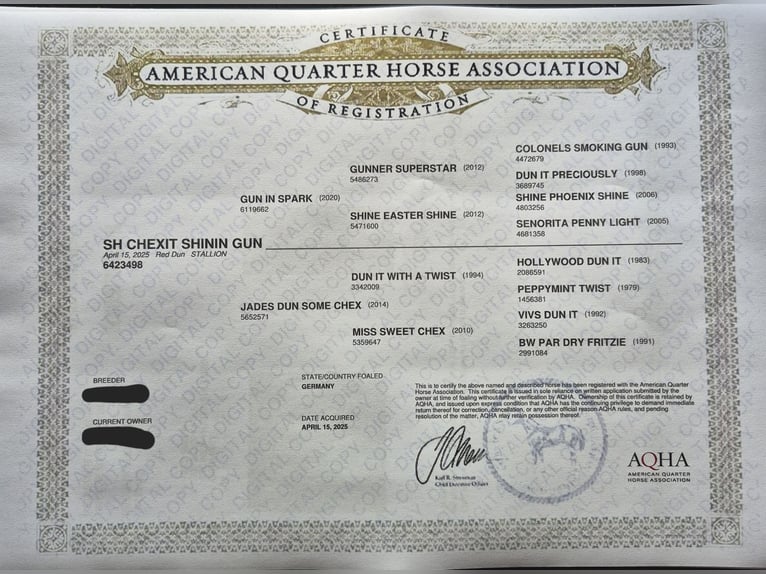 American Quarter Horse Hengst Veulen (04/2025) 150 cm Red Dun in Steinen