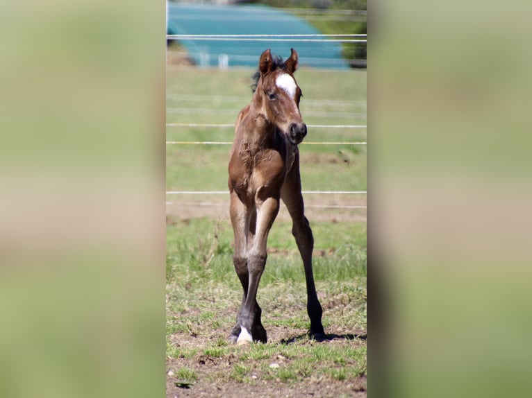 American Quarter Horse Hengst Veulen (01/2026) 150 cm Roan-Bay in Quitzdorf am See