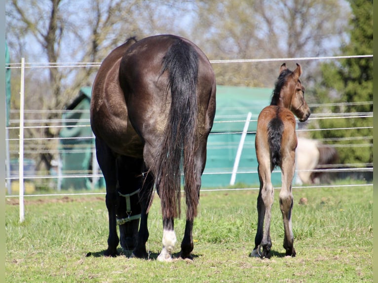 American Quarter Horse Hengst Veulen (01/2026) 150 cm Roan-Bay in Quitzdorf am See