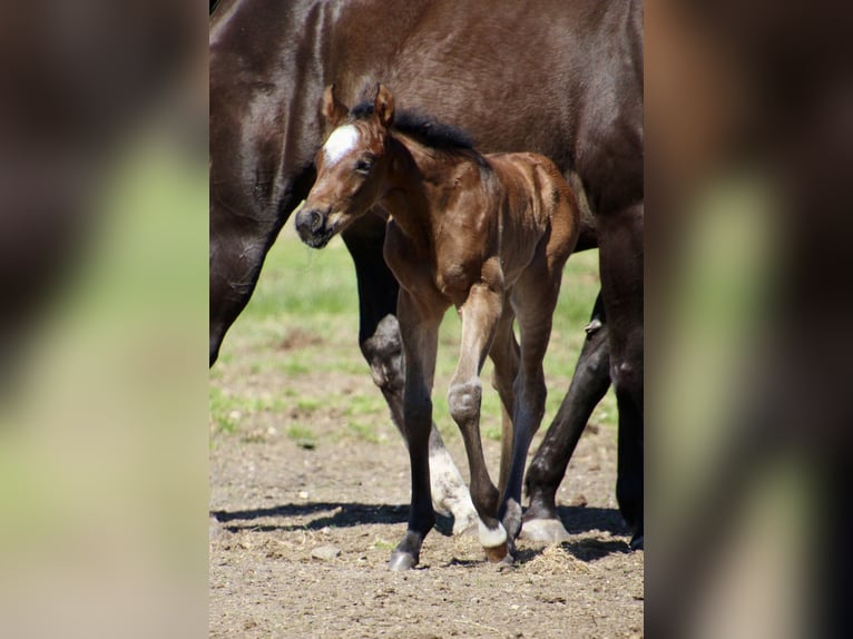 American Quarter Horse Hengst Veulen (01/2026) 150 cm Roan-Bay in Quitzdorf am See