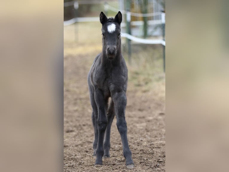 American Quarter Horse Hengst  150 cm Roan-Blue in Hernstein