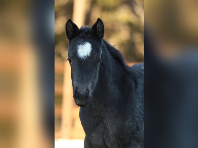 American Quarter Horse Hengst  150 cm Roan-Blue in Hernstein