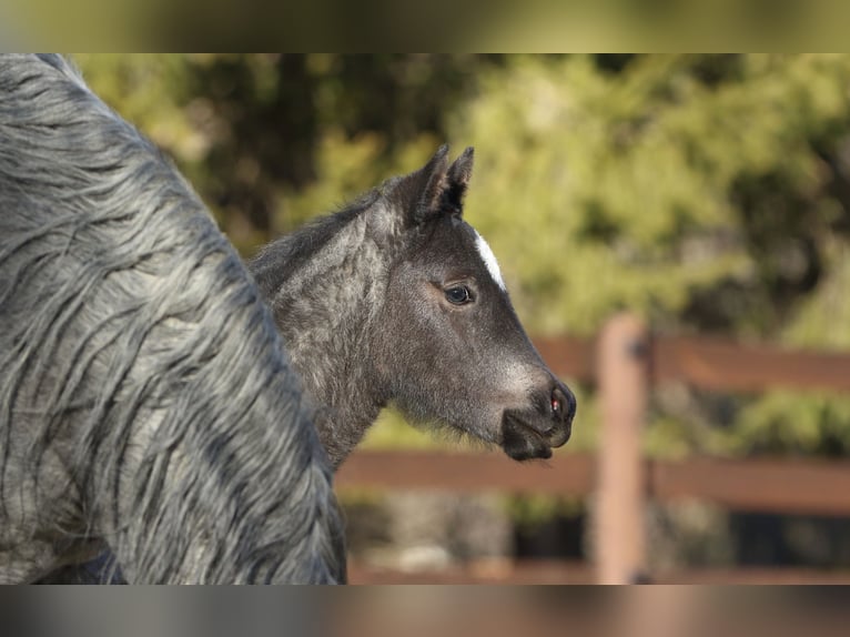 American Quarter Horse Hengst  150 cm Roan-Blue in Hernstein