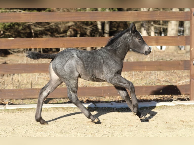 American Quarter Horse Hengst  150 cm Roan-Blue in Hernstein