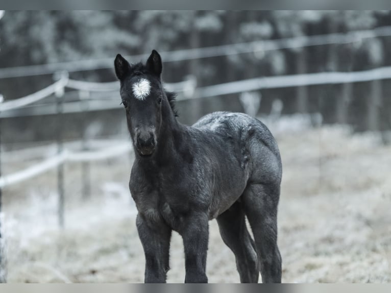 American Quarter Horse Hengst  150 cm Roan-Blue in Hernstein