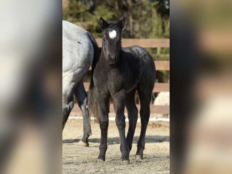 American Quarter Horse Hengst  150 cm Roan-Blue in Hernstein