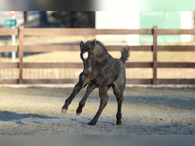 American Quarter Horse Hengst  150 cm Roan-Blue in Hernstein