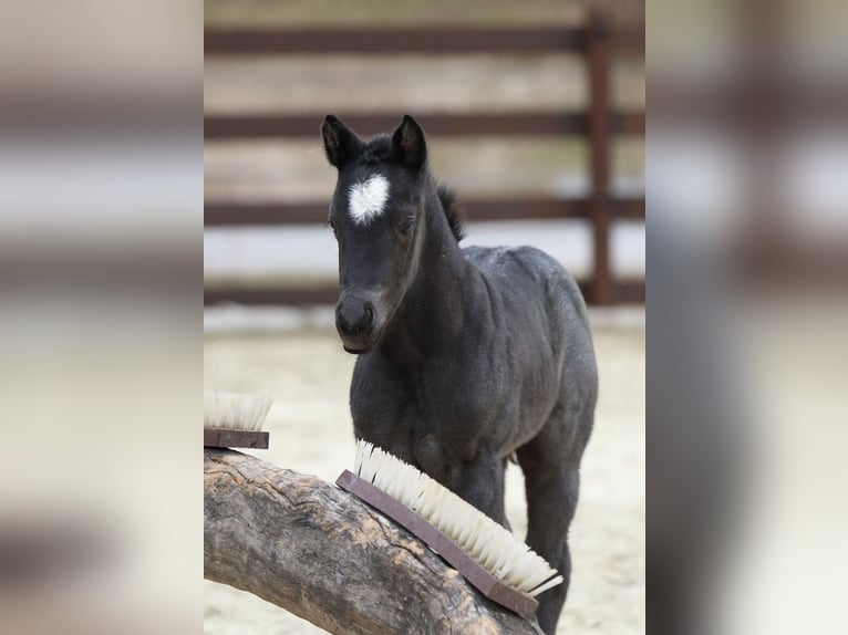 American Quarter Horse Hengst  150 cm Roan-Blue in Hernstein