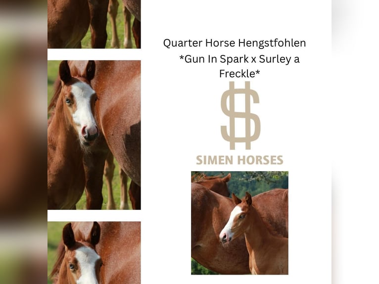 American Quarter Horse Hengst  150 cm Roan-Red in Steinen