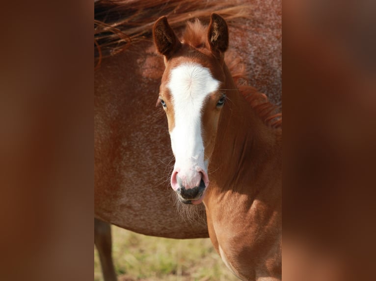 American Quarter Horse Hengst  150 cm Roan-Red in Steinen