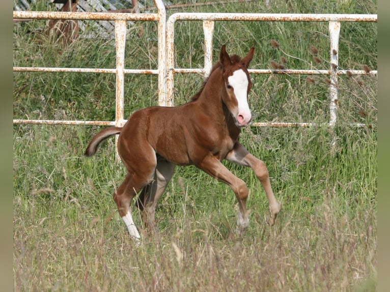 American Quarter Horse Hengst Veulen (05/2025) 150 cm Vos in Ennigerloh American Quarter Horse Hengst Veulen (05/2025) 150 cm Vos in Ennigerloh