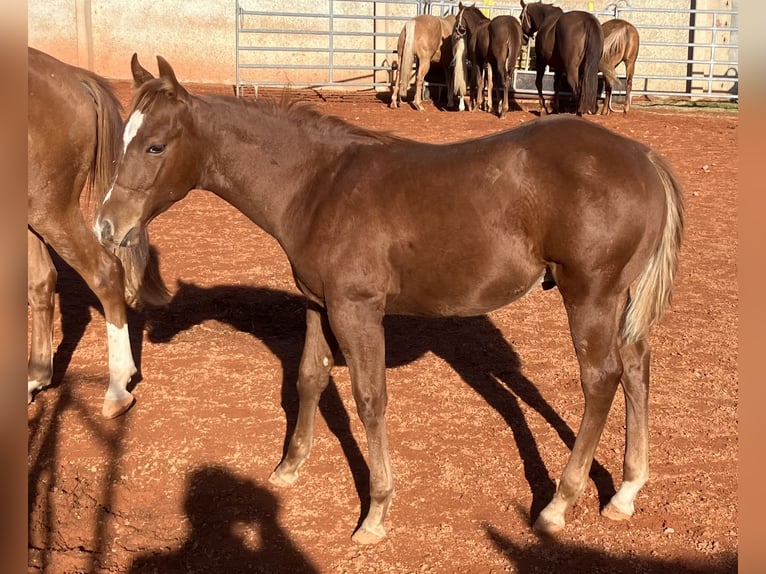 American Quarter Horse Hengst Veulen (06/2025) 150 cm Vos in Gemmingen