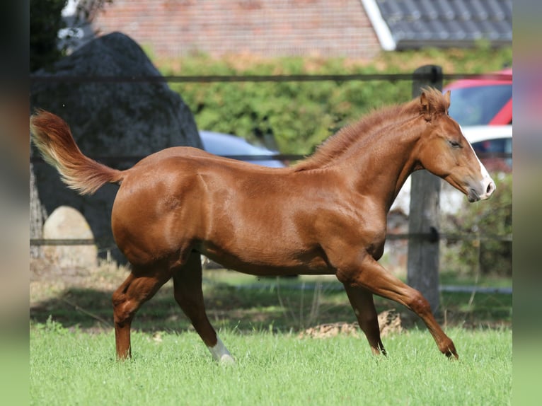 American Quarter Horse Hengst Veulen (04/2026) 150 cm Vos in Wardenburg